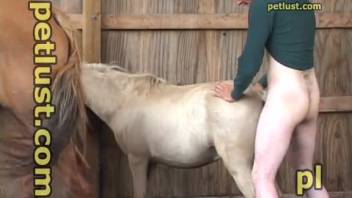 Erotic film featuring two alluring horses in a bestiality scene