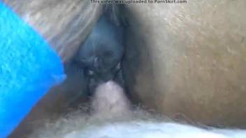 Amazing mare vagina intercourse with climaxes