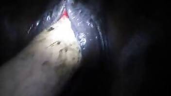 Videos de zoofilia with cavernous mare cunts