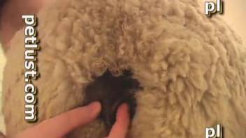 Complimentary bestiality videos featuring intercourse with sheep