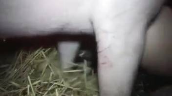 Seductive swine pounds her ample rear end while being filmed.
