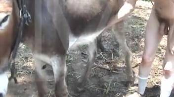 Massive beast penis showcased in bestiality porn