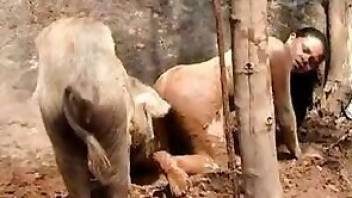 Pig fucking is underrated in zoo porn