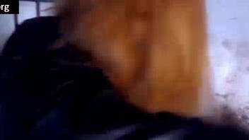 Animal sex streaming clip featuring genuine climaxes