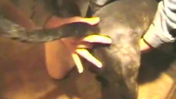 Decent guy screws his cute pup on webcam